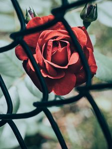 Preview wallpaper rose, flower, red, mesh