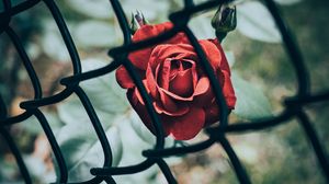Preview wallpaper rose, flower, red, mesh