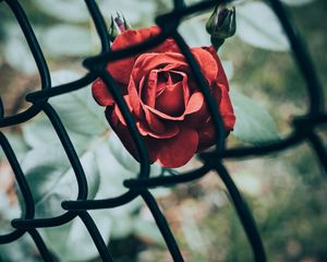 Preview wallpaper rose, flower, red, mesh