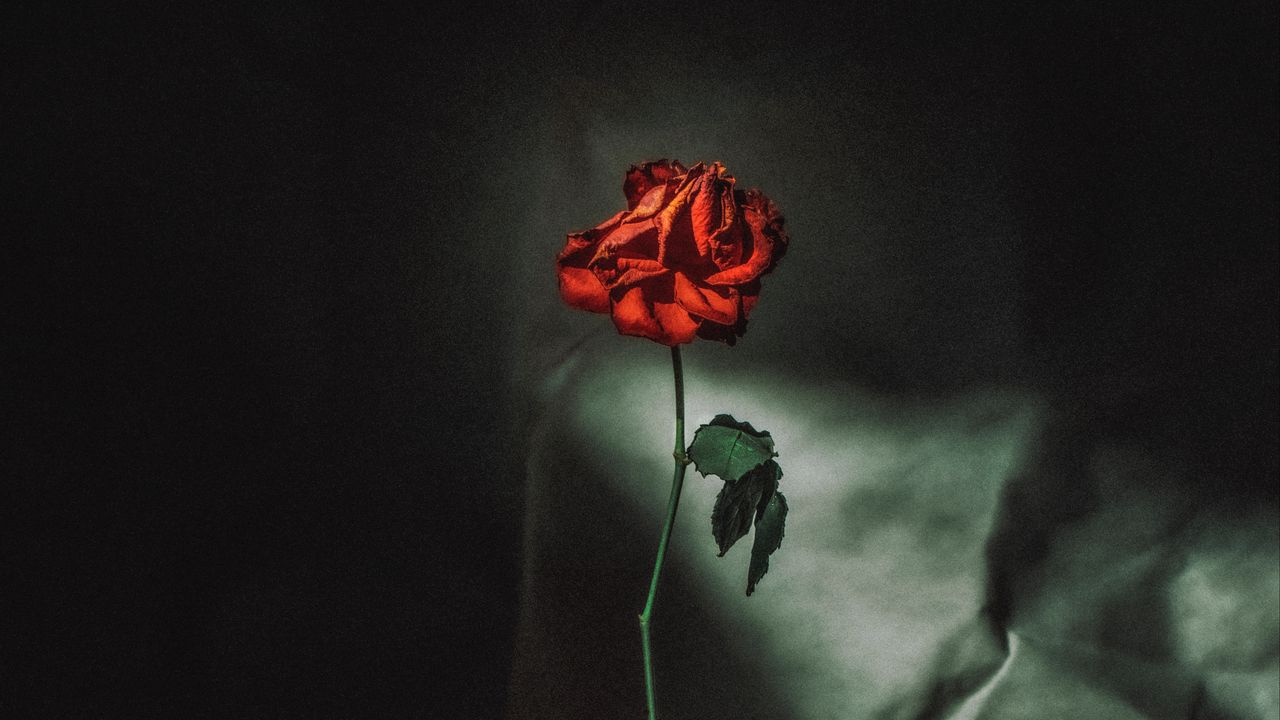 Wallpaper rose, flower, red, vase, petals