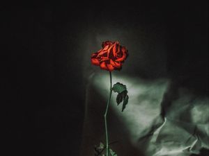 Preview wallpaper rose, flower, red, vase, petals