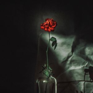 Preview wallpaper rose, flower, red, vase, petals