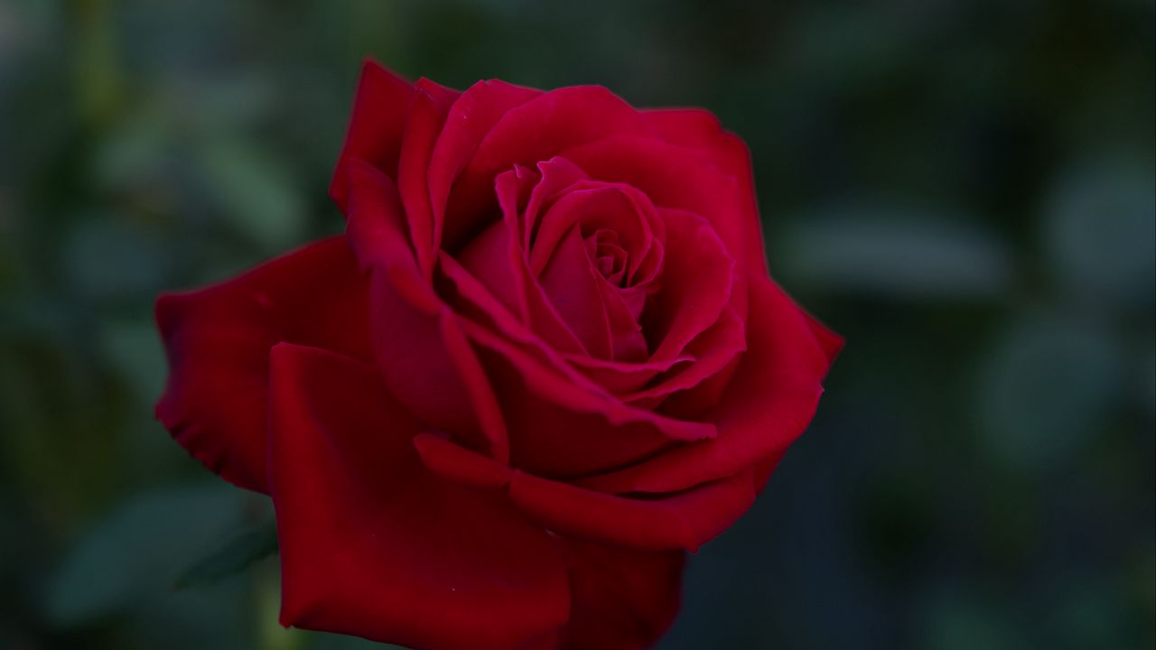 Wallpaper rose, flower, red, plant
