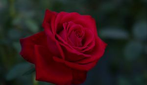 Preview wallpaper rose, flower, red, plant