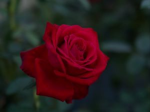 Preview wallpaper rose, flower, red, plant