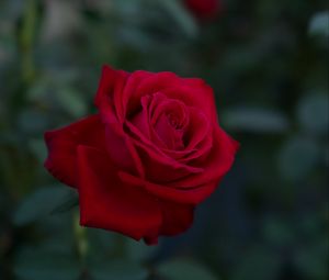 Preview wallpaper rose, flower, red, plant