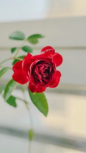 Preview wallpaper rose, flower, red, decorative