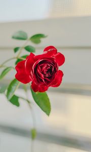 Preview wallpaper rose, flower, red, decorative