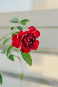 Preview wallpaper rose, flower, red, decorative