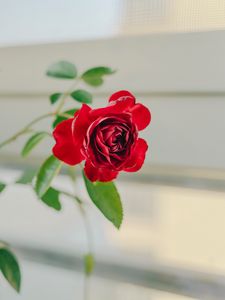 Preview wallpaper rose, flower, red, decorative