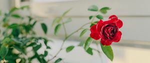 Preview wallpaper rose, flower, red, decorative