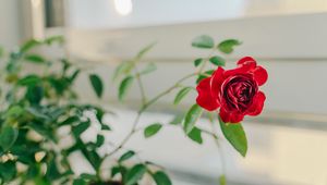 Preview wallpaper rose, flower, red, decorative