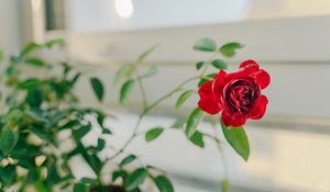 Preview wallpaper rose, flower, red, decorative