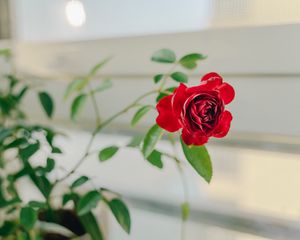 Preview wallpaper rose, flower, red, decorative