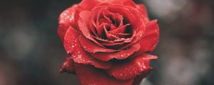 Preview wallpaper rose, flower, red, wet, dew