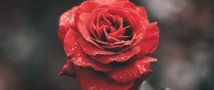 Preview wallpaper rose, flower, red, wet, dew