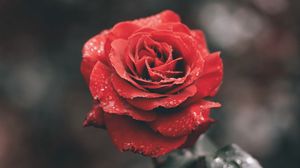 Preview wallpaper rose, flower, red, wet, dew