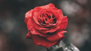 Preview wallpaper rose, flower, red, wet, dew