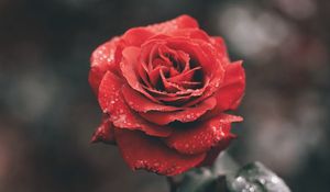 Preview wallpaper rose, flower, red, wet, dew