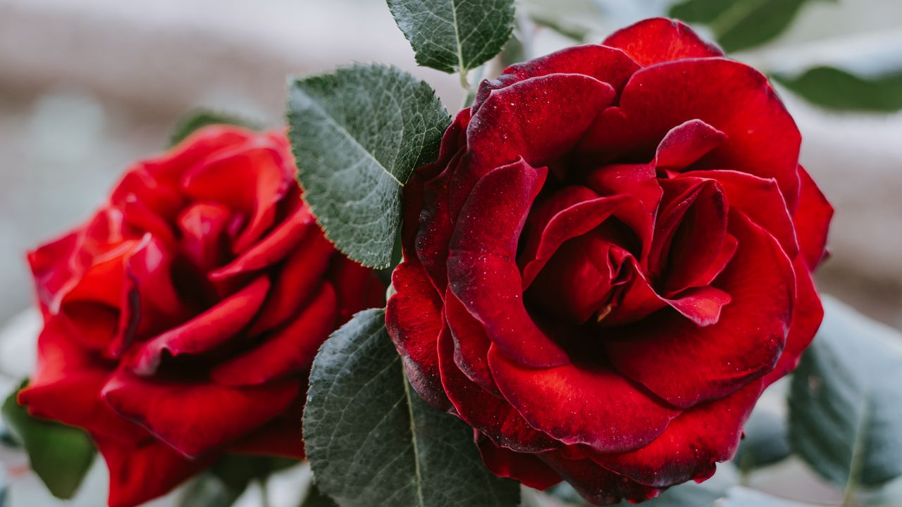 Wallpaper rose, flower, red, closeup
