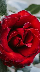 Preview wallpaper rose, flower, red, closeup
