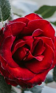 Preview wallpaper rose, flower, red, closeup