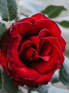 Preview wallpaper rose, flower, red, closeup