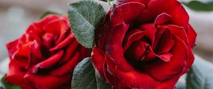 Preview wallpaper rose, flower, red, closeup