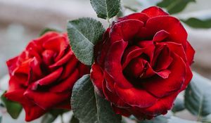 Preview wallpaper rose, flower, red, closeup