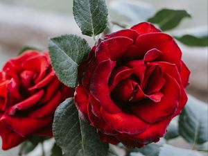 Preview wallpaper rose, flower, red, closeup