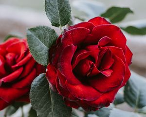 Preview wallpaper rose, flower, red, closeup