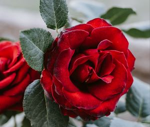 Preview wallpaper rose, flower, red, closeup