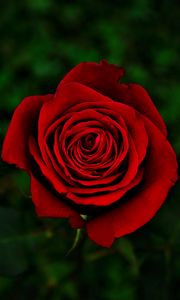 Preview wallpaper rose, flower, red, bloom, closeup