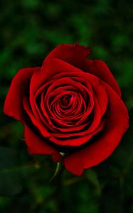 Preview wallpaper rose, flower, red, bloom, closeup