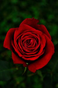 Preview wallpaper rose, flower, red, bloom, closeup
