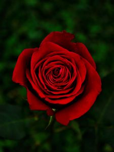 Preview wallpaper rose, flower, red, bloom, closeup