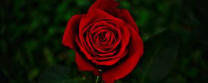 Preview wallpaper rose, flower, red, bloom, closeup