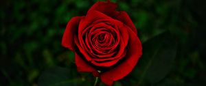 Preview wallpaper rose, flower, red, bloom, closeup
