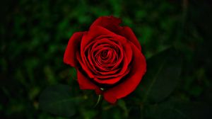 Preview wallpaper rose, flower, red, bloom, closeup