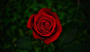 Preview wallpaper rose, flower, red, bloom, closeup