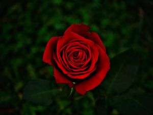 Preview wallpaper rose, flower, red, bloom, closeup