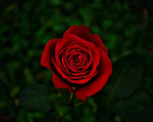 Preview wallpaper rose, flower, red, bloom, closeup
