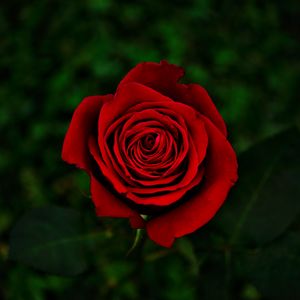 Preview wallpaper rose, flower, red, bloom, closeup