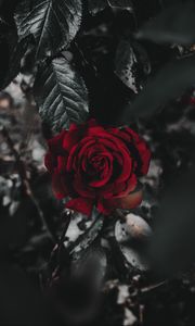 Preview wallpaper rose, flower, red, plant, close up