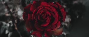 Preview wallpaper rose, flower, red, plant, close up
