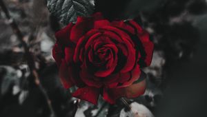 Preview wallpaper rose, flower, red, plant, close up