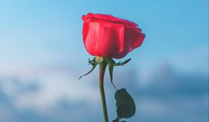 Preview wallpaper rose, flower, red, hand