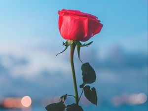 Preview wallpaper rose, flower, red, hand