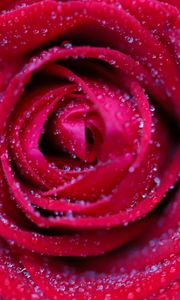 Preview wallpaper rose, flower, red, drops, petals, macro