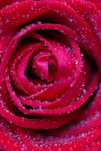 Preview wallpaper rose, flower, red, drops, petals, macro